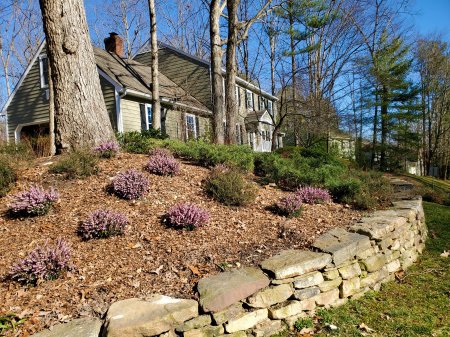 Stone retaining wall. Heather blooming in March