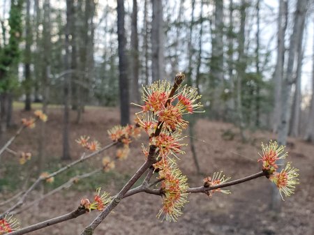 Red Maple flowers for the early pollinators.