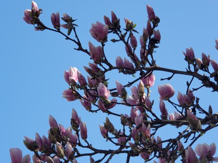 Saucer Magnolia