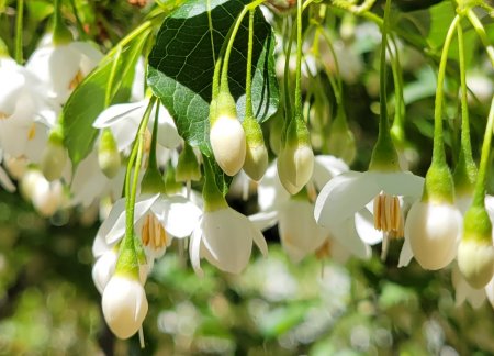 Styrax