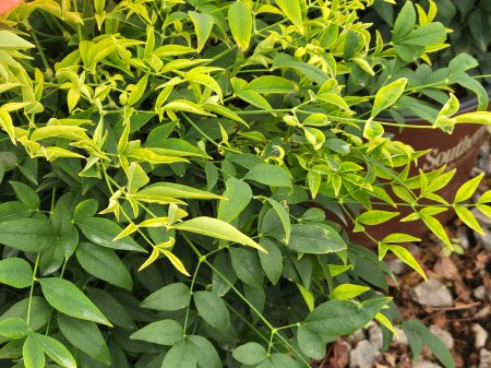 Nandina Lemon Lime