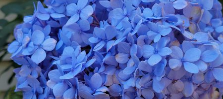 Hydrangea Endless Summer