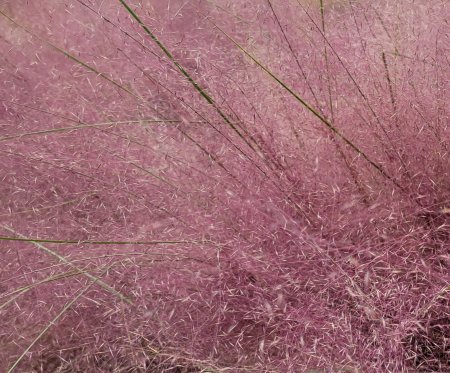 Muhly grass