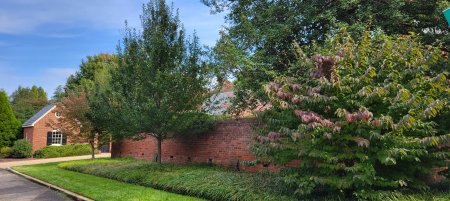 Black gum Green Gable and Viburnum Maresii
