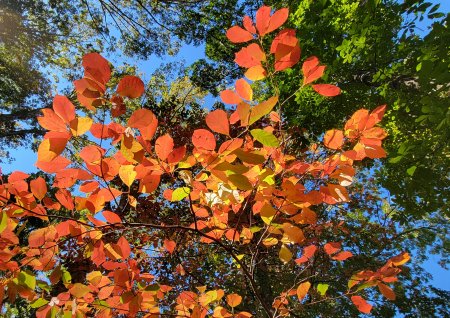 Nyssa sylvatica (Black gum)