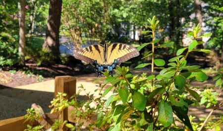 Yellow Swallowtail Butterfly