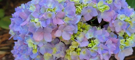 Hydrangea Endless Summer