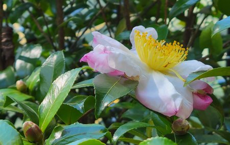 Camellia sasanqua