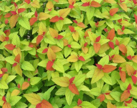 Spirea Candy Corn