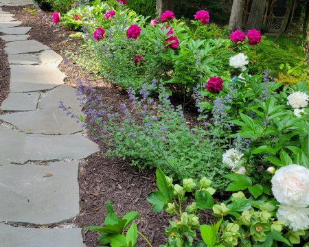 Variegated bluestone stepping stones