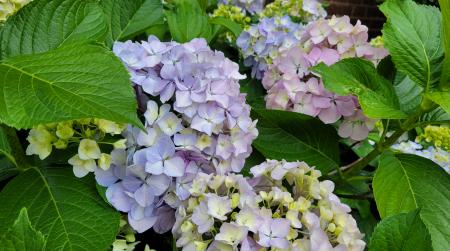 Hydrangea