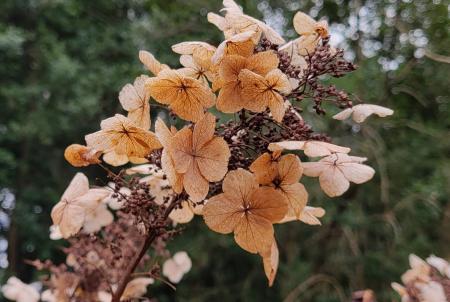 Oakleaf Hydrangea in winter.