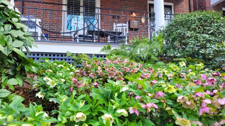 Hellebores Brandywine, Autumn ferns, Gardenia Daisy, Aucuba Rozannie.