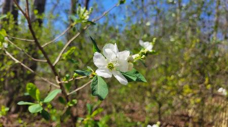 Pearl bush