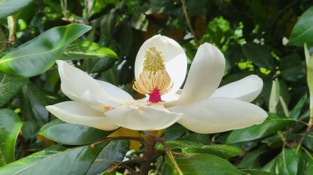 Magnolia Little Gem