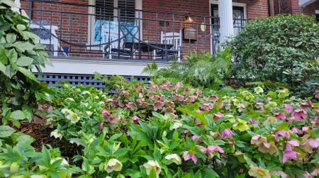 Hellebores Brandywine